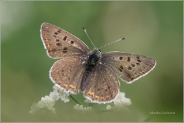 <p>OHNIVÁČEK ČERNOSKVRNNÝ - sameček (Lycaena tityrus) ---- /Sooty copper - Brauner Feuerfalter/</p>